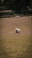 Flock of Woolly Sheep on a Countryside Farm photo