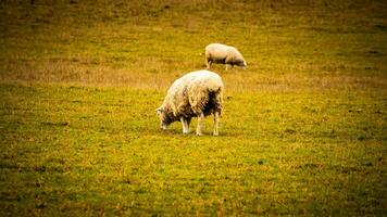 Flock of Woolly Sheep on a Countryside Farm photo