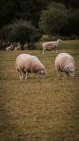 Flock of Woolly Sheep on a Countryside Farm photo