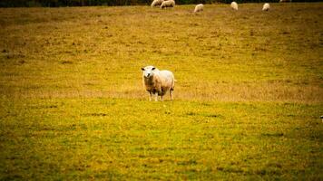 rebaño de lanoso oveja en un campo granja foto