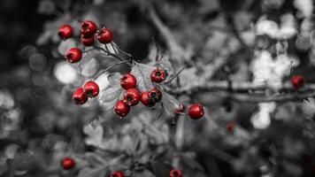 Macro Closeup of Ripe Hawthorn Berries in Autumn photo