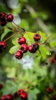 Macro Closeup of Ripe Hawthorn Berries in Autumn photo