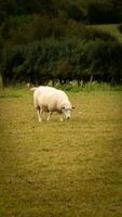 Flock of Woolly Sheep on a Countryside Farm photo