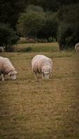 rebaño de lanoso oveja en un campo granja foto