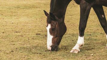 Chestnut Beauty Closeup of a Stunning Horse photo