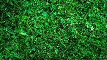 Texture background of green grass photo