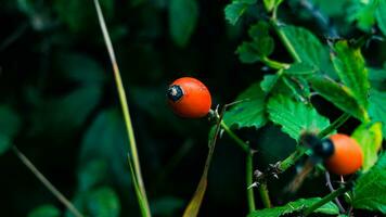 Macro Shot of Ripe Rose Hips in Nature photo