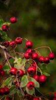 Macro Closeup of Ripe Hawthorn Berries in Autumn photo