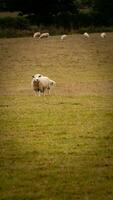 Flock of Woolly Sheep on a Countryside Farm photo