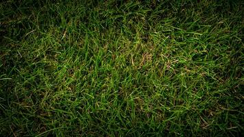 Texture background of green grass photo