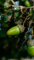 Detailed Macro Shot of European Oak Leaf and Acorn photo