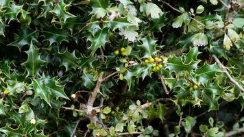 Tropical Jungle Abstract Top View Foliage photo