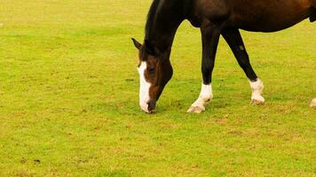 castaña belleza de cerca de un maravilloso caballo foto