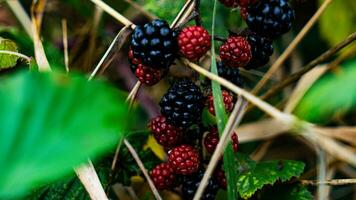 Ripe Blackberries on a Bramble Bush photo