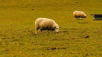 Flock of Woolly Sheep on a Countryside Farm photo