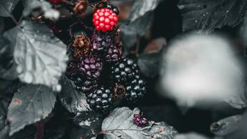 Ripe Blackberries on a Bramble Bush photo