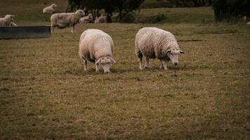 Flock of Woolly Sheep on a Countryside Farm photo