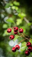 Macro Closeup of Ripe Hawthorn Berries in Autumn photo