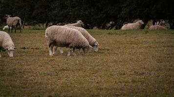 Flock of Woolly Sheep on a Countryside Farm photo