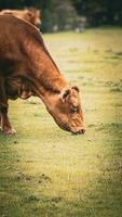 Rural Meadow Grazing Brown Cattle in Green Pasture photo