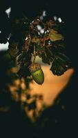 Detailed Macro Shot of European Oak Leaf and Acorn photo