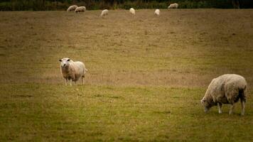 Flock of Woolly Sheep on a Countryside Farm photo