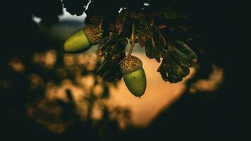 Detailed Macro Shot of European Oak Leaf and Acorn photo