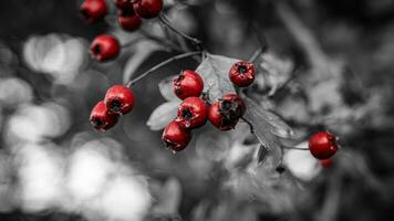 Macro Closeup of Ripe Hawthorn Berries in Autumn photo