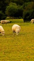 Flock of Woolly Sheep on a Countryside Farm photo