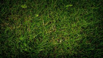 Texture background of green grass photo