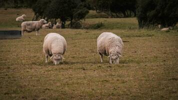 Flock of Woolly Sheep on a Countryside Farm photo