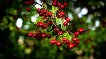 Macro Closeup of Ripe Hawthorn Berries in Autumn photo