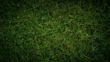 Texture background of green grass photo