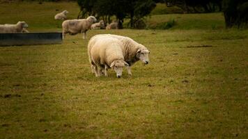 scenic view of a flock of woolly sheep scattered across a picturesque countryside farm. This image showcases the harmony between nature and agriculture. photo