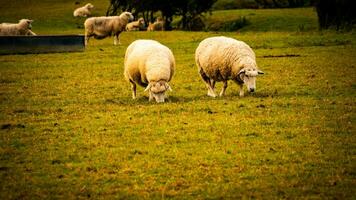 Flock of Woolly Sheep on a Countryside Farm photo