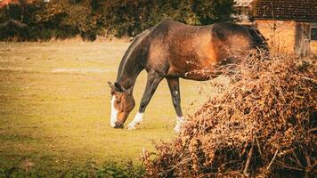 Chestnut Beauty Closeup of a Stunning Horse photo