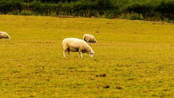 Flock of Woolly Sheep on a Countryside Farm photo