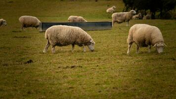 Flock of Woolly Sheep on a Countryside Farm photo