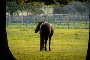 caballos en campo a puesta de sol amanecer foto