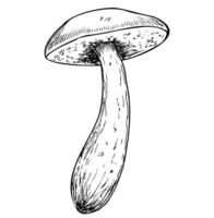 Birch Mushroom in line art style. Hand drawn vector illustration of forest Fungus painted by black inks on isolated white background. Drawing of boletus in engraving style. Linear sketch with porcini