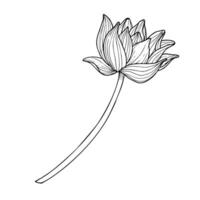 Lotus Flower. Hand drawn vector illustration of water lily in black and white colors. Drawing of Asian plant in line art style. Floral sketch for greeting cards or invitations. Symbol of purity