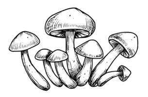 Forest Mushrooms. Hand drawn vector illustration with champignons painted in line art style. Engraving of Fungus group in black and white colors. Etched sketch of agaricus for product label
