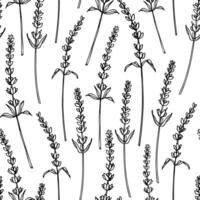 lavanda vector sin costura modelo en blanco aislado antecedentes. mano dibujado ilustración con provence Lavandula flores en línea Arte estilo. botánico fondo con salvaje hierba para papel o textil diseño.