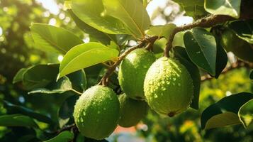 Tropical Fruit Tree A Guava Orchard Landscape with Unripe and Green Guavas AI Generated photo