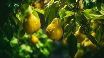 Orchard Beauty A Beautifully Composed Image of Sunkissed Pears on a Pear Tree AI Generated photo