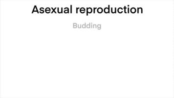 wetenschappelijk ontwerpen van verschillen tussen seksueel en aseksueel reproductie, aseksueel vs seksueel cellulair reproductie types vergelijking, biologie, aseksueel reproductie fragmentatie met zeester video