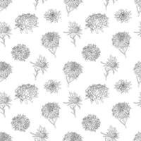 vector botánico mano dibujado monocromo línea Arte modelo de ásteres flores, margaritas en gráficos