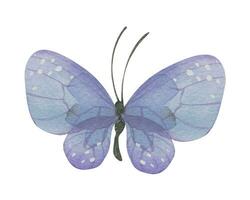 púrpura mariposa. dibujado a mano acuarela ilustración. aislado objeto en un blanco antecedentes para decoración y diseño vector