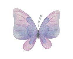 Purple butterfly. Handdrawn watercolor illustration. Isolated object on a white background for decoration and design vector