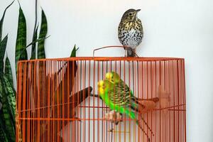 Song thrush sitting on a cage with two budgerigars in it on white wall background photo